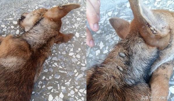 狗狗耳朵里蜱虫清理全过程(蜱虫大面积清理全过程)-艾拉养犬