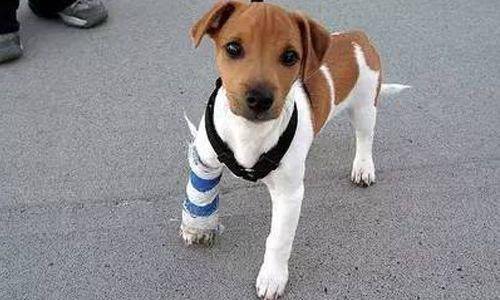 狗狗腿摔断了怎么降低它的痛苦(玩具狗狗腿断了怎么修复)-艾拉养犬