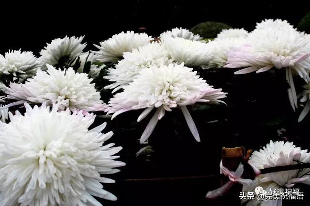 菊花图片祭奠亲人(朋友圈发祭奠亲人)-禾马农业网