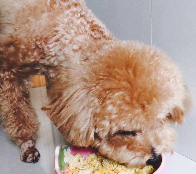 泰迪狗狗没胃口吃饭怎么办(聪明泰迪狗狗视频)-艾拉狗狗乐园