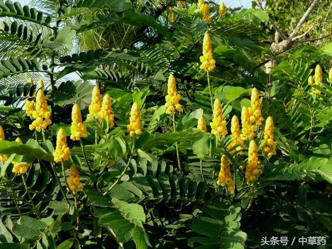 纯天然牛黄多少钱一克(其是动物的病理产物) - 价格百科