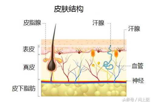 第二层(真皮)产生油脂来保护皮肤并分泌汗液来降温,其神经末梢有助于