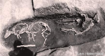 1975年湖北一次考古中发现了最早的12生肖，但没“狗”没“龙”