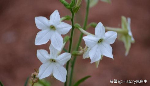 吸烟史话：抽了二十年烟，竟然不知道烟草有多少种？