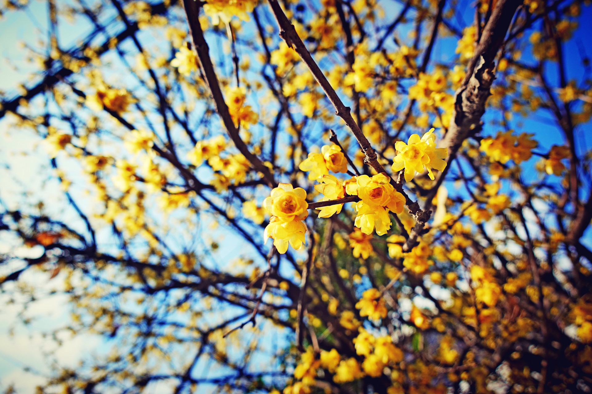 20首最经典的冬天诗词：踏着冬的脚步，品味古人笔下的冬天