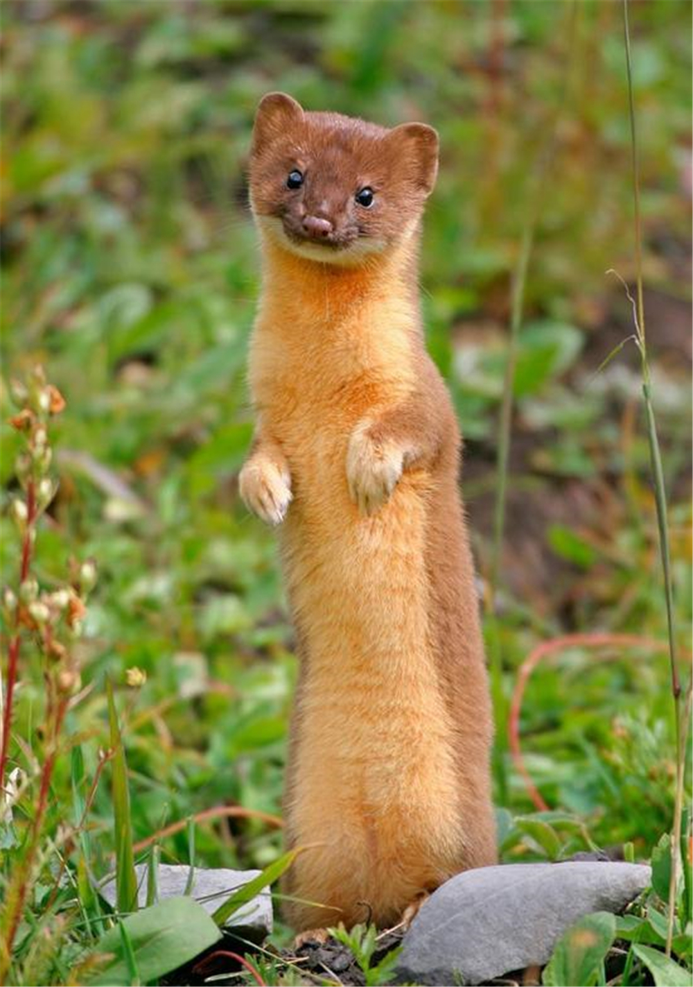 鼠兔市场价格是多少钱(秦岭驴友发现黄鼠狼猎杀野兔)
