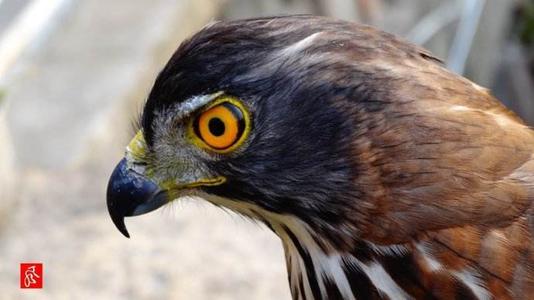 老话说的"鹰鼻鹞眼不可交,矬子杀人不用刀"你知道怎么识别吗?