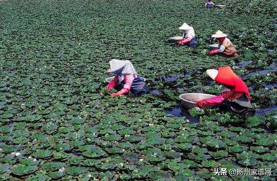 乡以桥名——江苏省唯一的少数民族乡