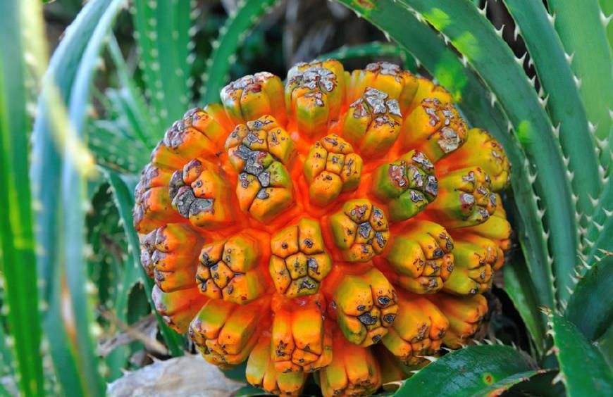 人称"假菠萝",果实100一斤,籽粒曾卖30万,今被人遗忘