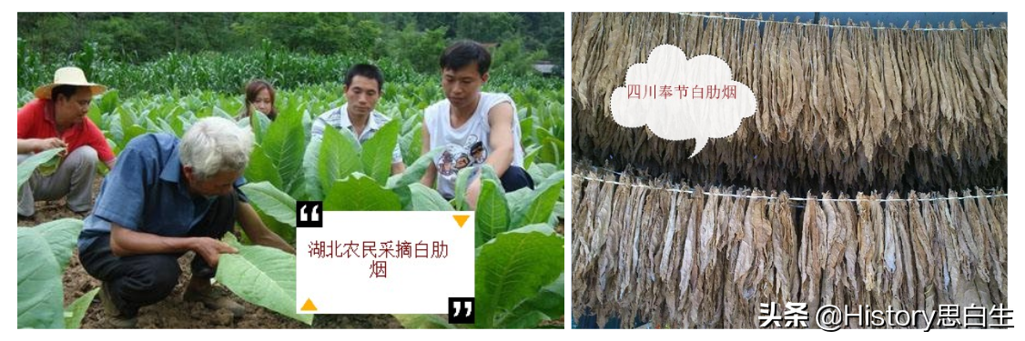 吸烟史话：抽了二十年烟，竟然不知道烟草有多少种？