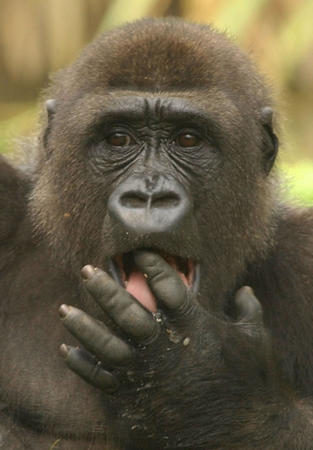 大猩猩的手相,你见过吗?