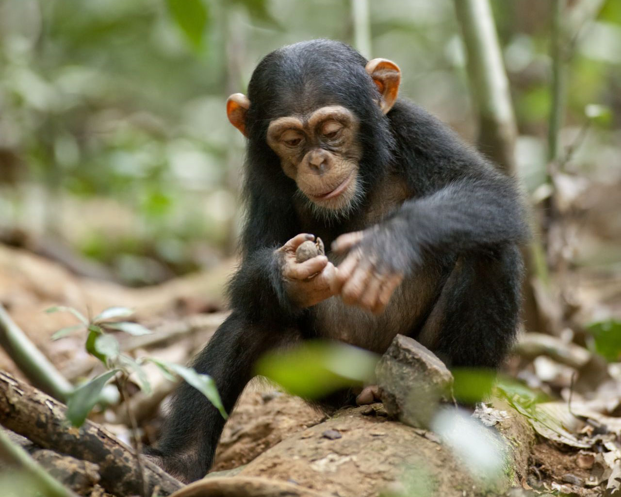 大猩猩的手相，你见过吗？