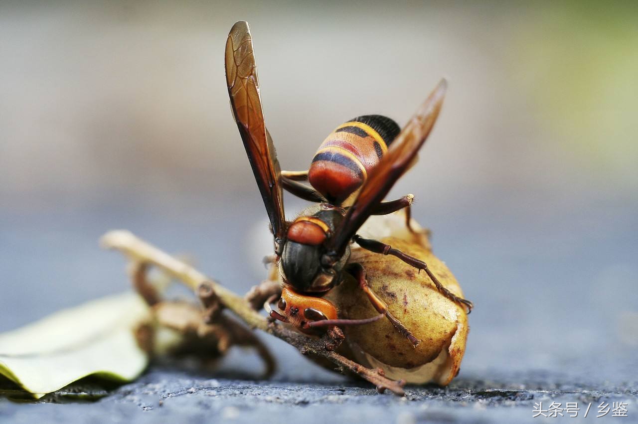 蜜蜂的种类 有毒图片