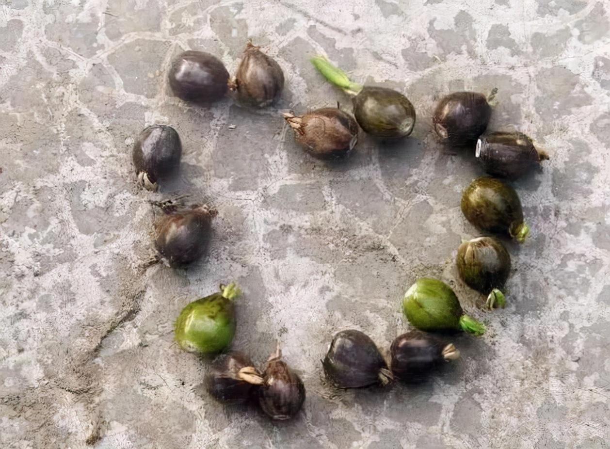 野外一种"草珠子",小时候做手串,戴手上会吸血,这是真的吗?