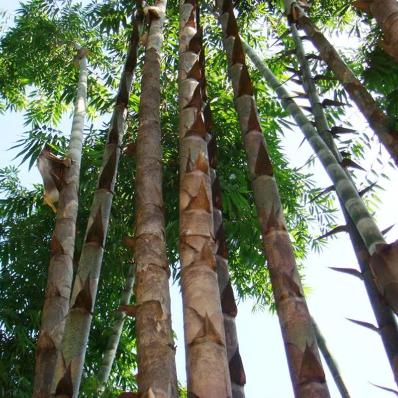 竹子是生长速度最快的植物，国内生长最快的7种植物