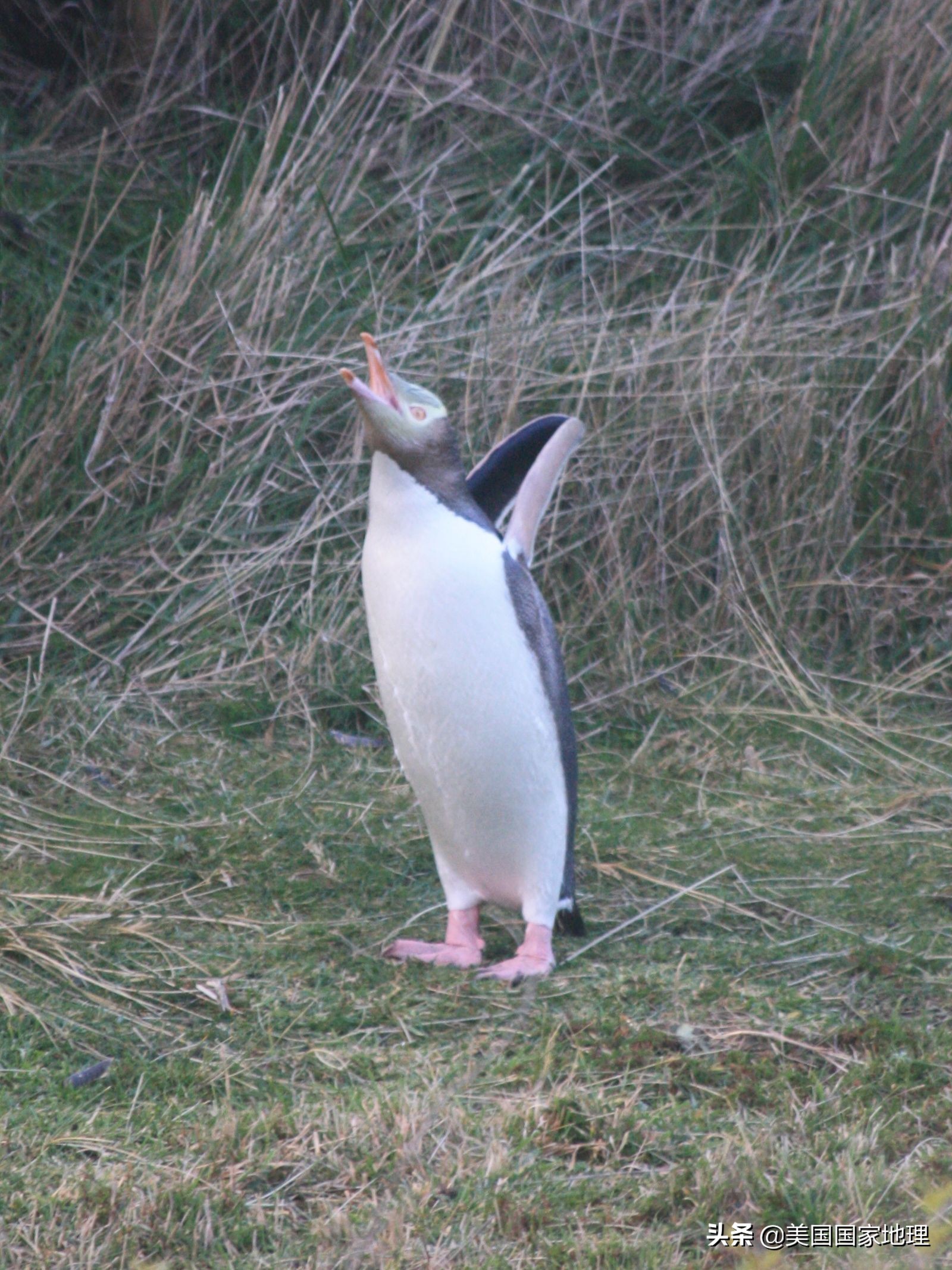 想知道17种企鹅都长什么样?看这一篇就够了!