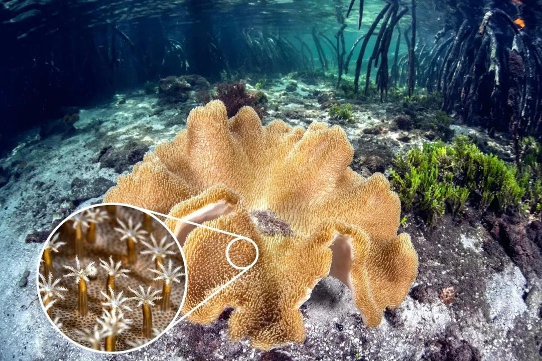 珊瑚，是植物、矿物还是动物？