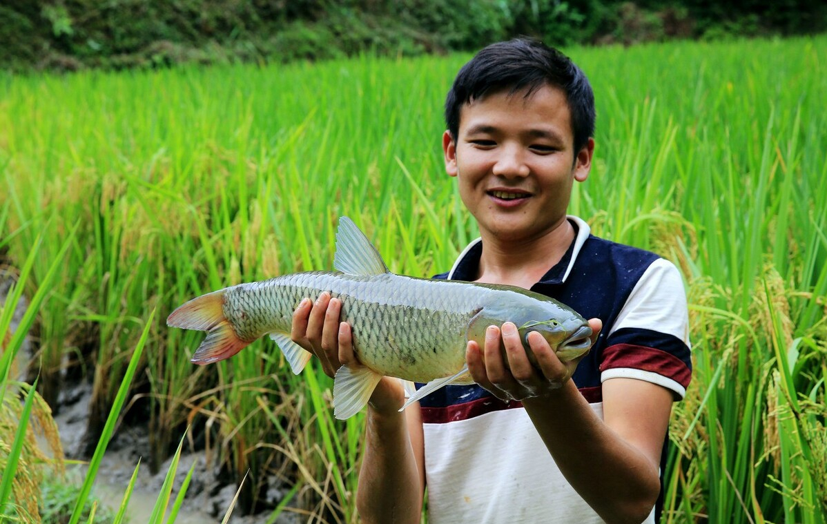在农村比较普遍的稻田养鱼,为何现在没人养了?农民:既累又亏本