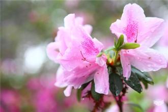 中山大学2015-2017录取分数线