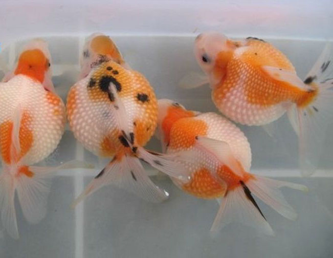 金鱼不认识金鱼的快进来看看