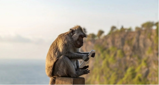 猴子的报复心有多强？印度猕猴狂奔22公里回村，只因村民驱赶它