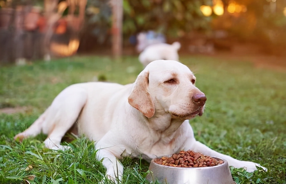 比乐狗粮代理（养狗必看丨5款热门国产狗粮）