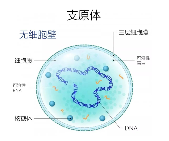 都安全小黄盒:支原体阳性真的是在外面乱来吗?