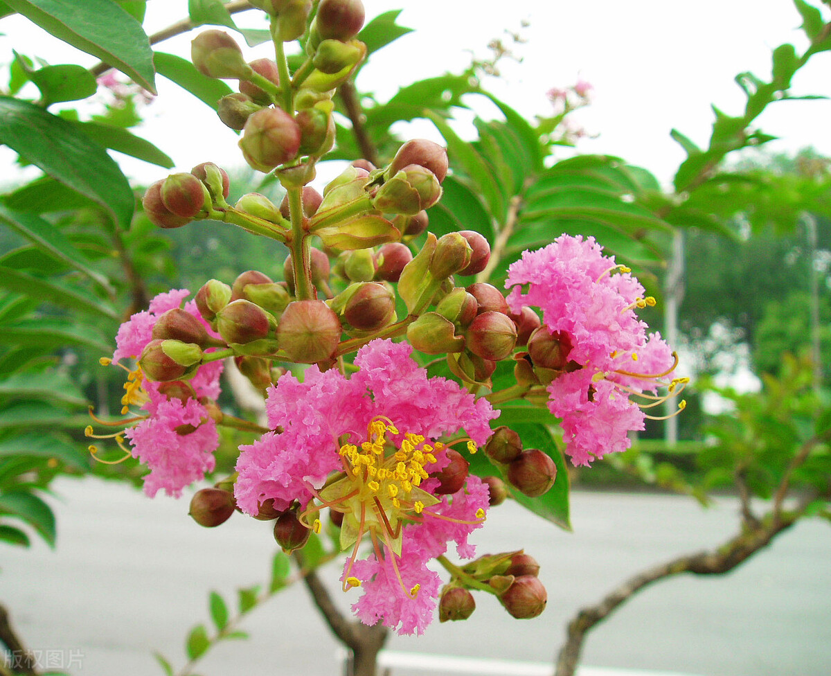 几千年的“古董花”，不要钱带回家，四季都开花