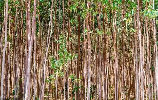 竹子是生长速度最快的植物，国内生长最快的7种植物