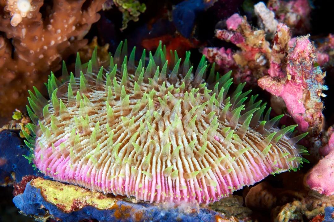 珊瑚，是植物、矿物还是动物？