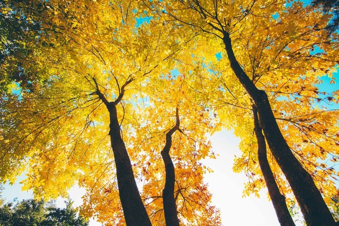 “中国”一词从哪里来？快去清华大学这个地方看答案