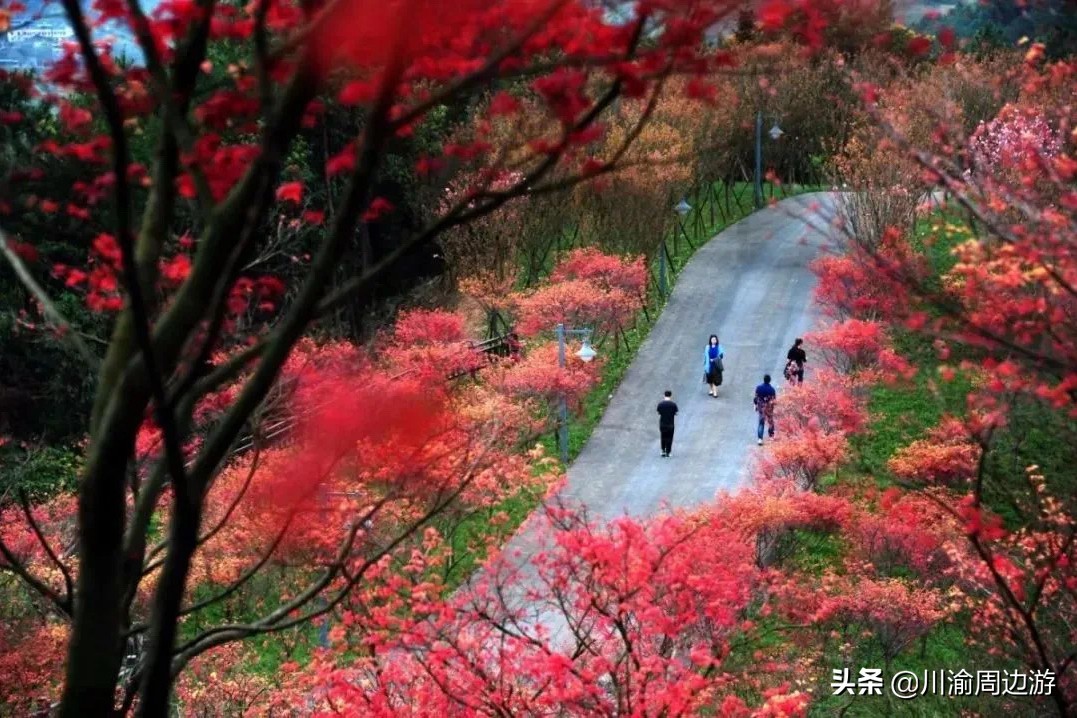 2万株红枫进入观赏期，自驾40分钟可到达，适合1日游