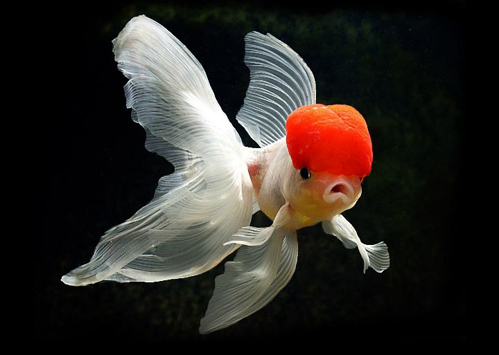 金鱼不认识金鱼的快进来看看