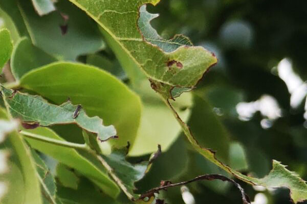 梨树的叶片被吃成这样,多半是被这些飞蛾幼虫所吃,要防治也不难