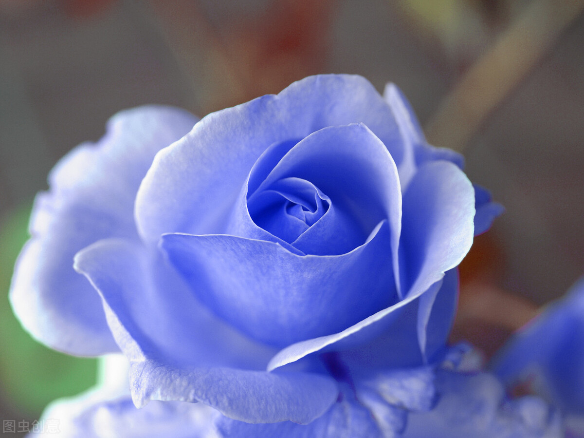 玫瑰花送几朵代表什么意思?玫瑰花送哪几个花种比较好