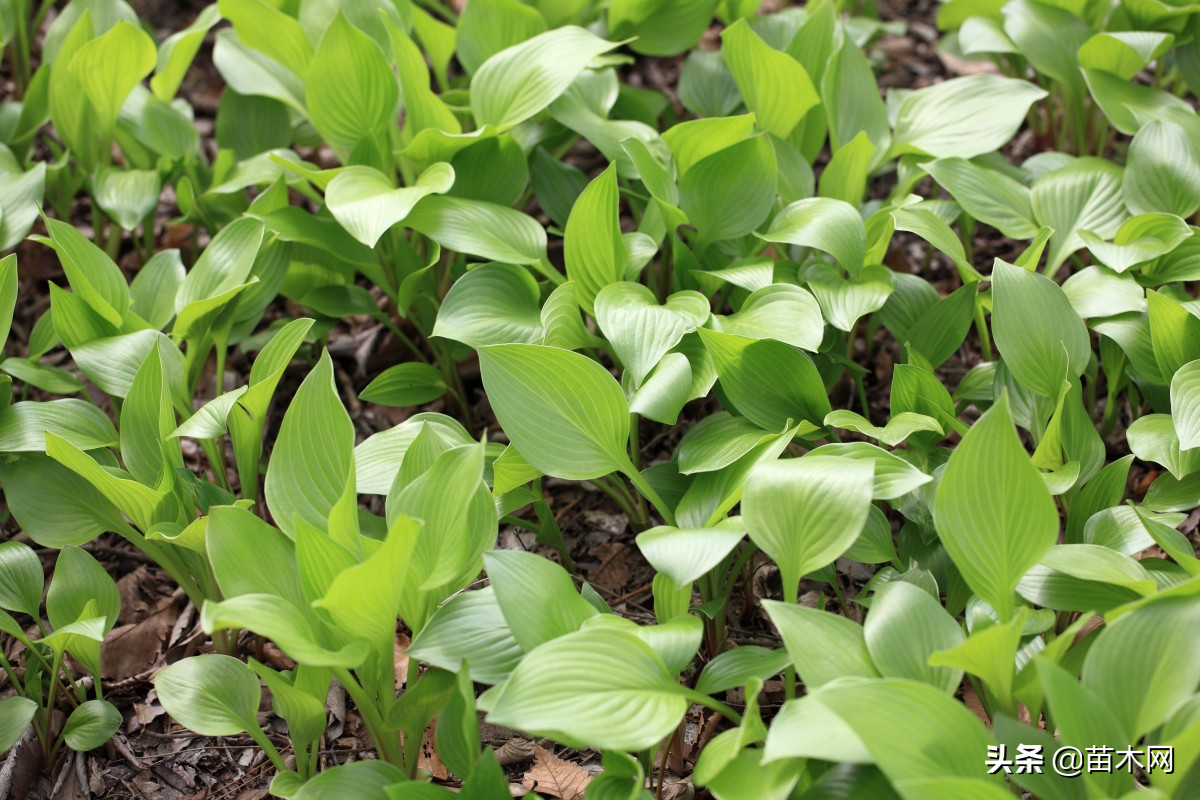 苗木采购合同范本（苗木绿化行业的）
