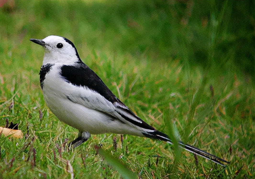 鹡怎么读？鹡的读音和意思