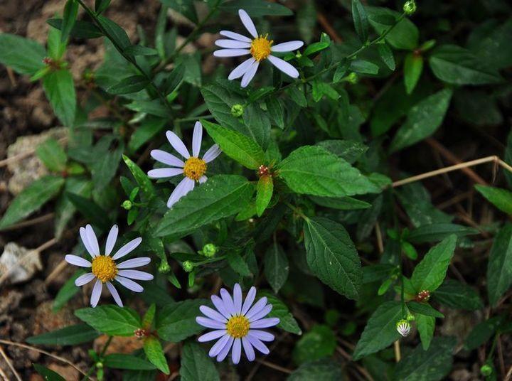 别以为它仅仅是野生的菊花,它其实是一种很好的药食同源的野菜.