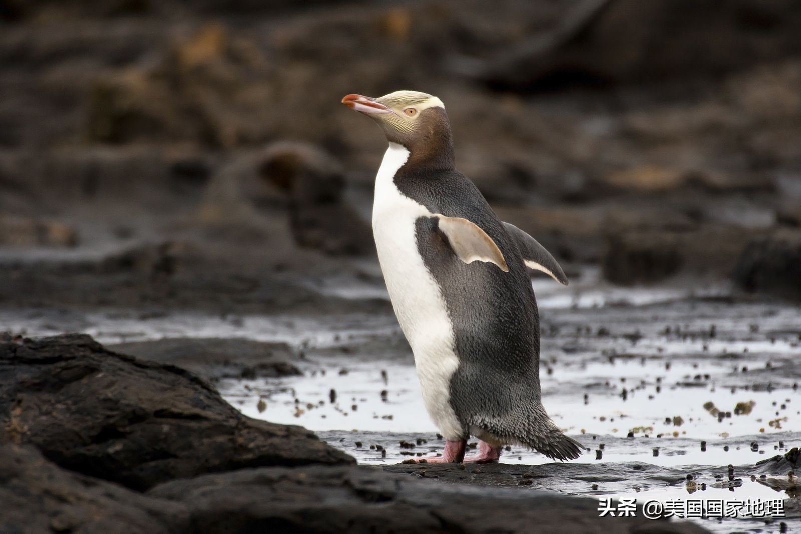 與小藍企鵝類似,黃眼企鵝(yellow-eyed penguin)也是黃眼企鵝屬下唯一