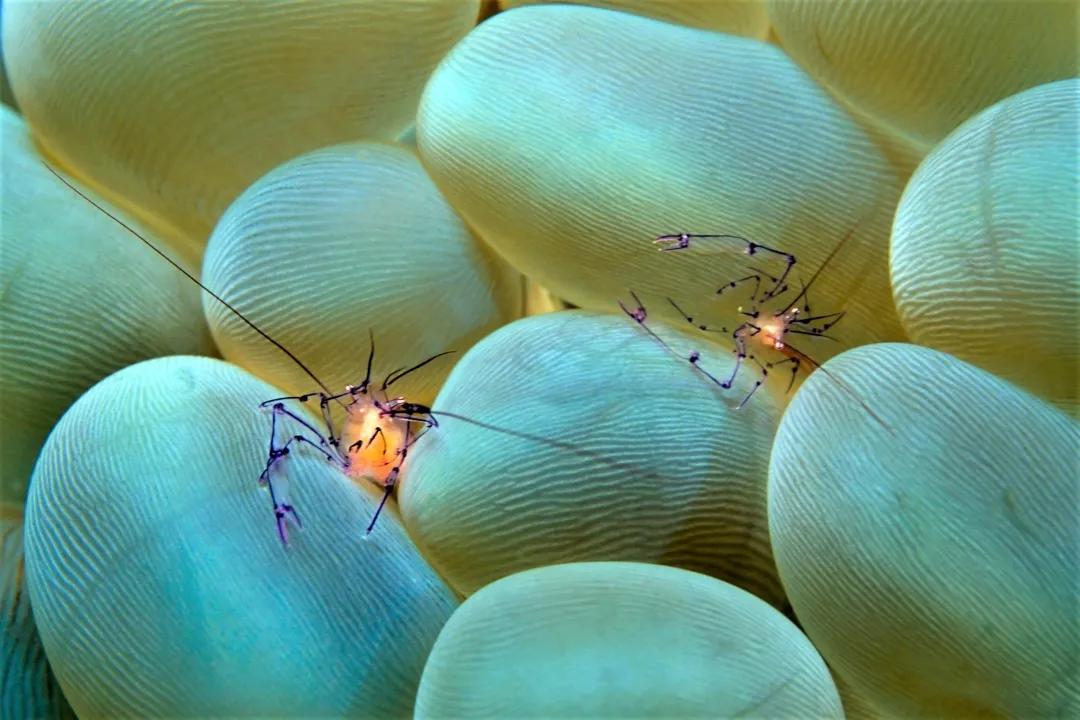 珊瑚，是植物、矿物还是动物？
