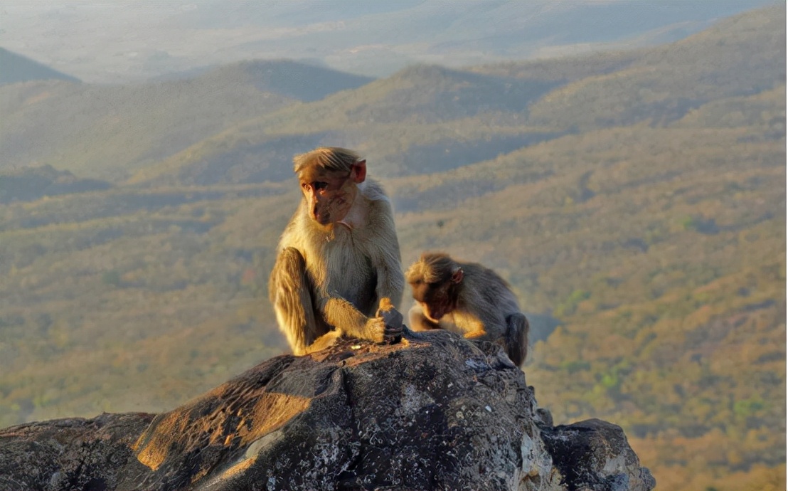 猴子的报复心有多强？印度猕猴狂奔22公里回村，只因村民驱赶它