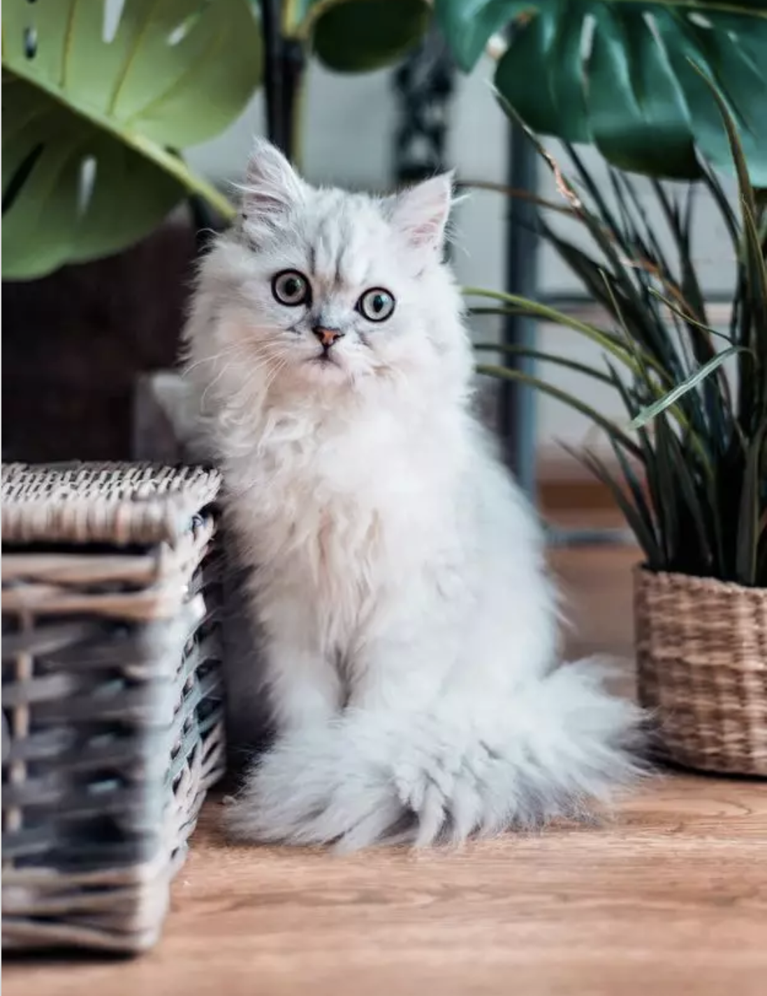 春节回家宠物咋办？狗狗培训班竟然要6000多