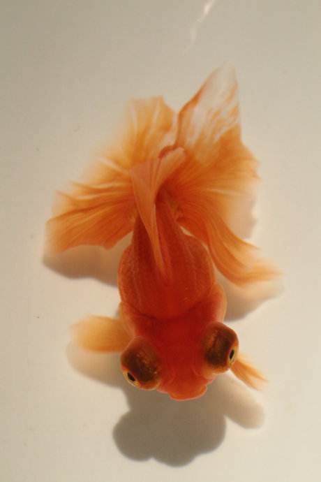 不认识金鱼的快进来看看,十二种常见金鱼附图介绍