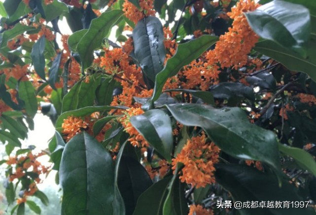 成语故事：桂子飘香