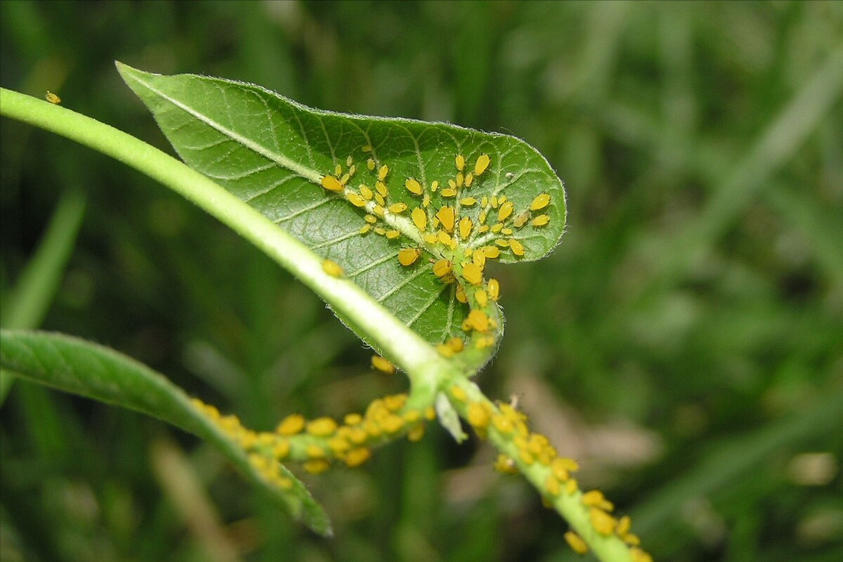 针对不同作物,合理用药,轻松化解蚜虫危害