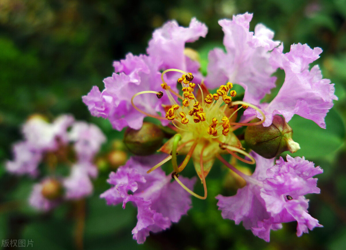 几千年的“古董花”，不要钱带回家，四季都开花