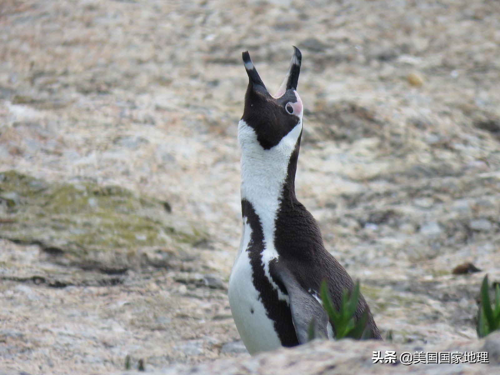 斑嘴环企鹅(jackass penguin)别名非洲企鹅,黑脚企鹅,公驴企鹅,生活在