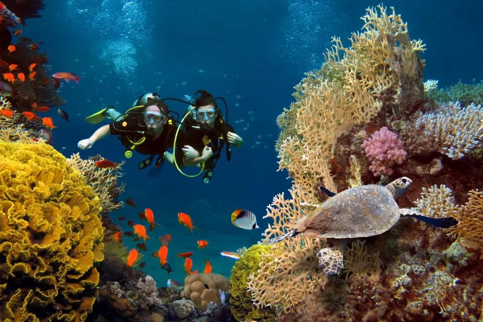 珊瑚是动物还是植物？珊瑚的属性是什么？