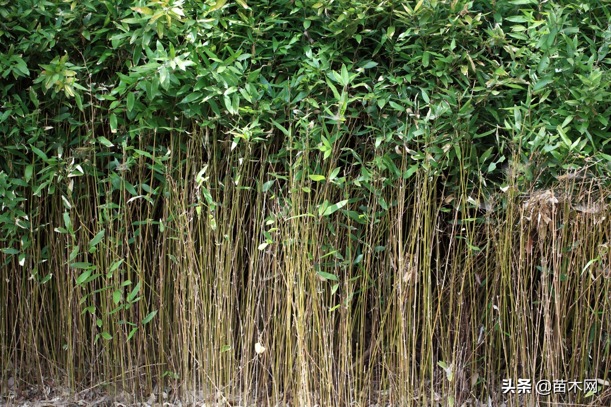 苗木绿化行业的“规矩”，别被当成小白忽悠