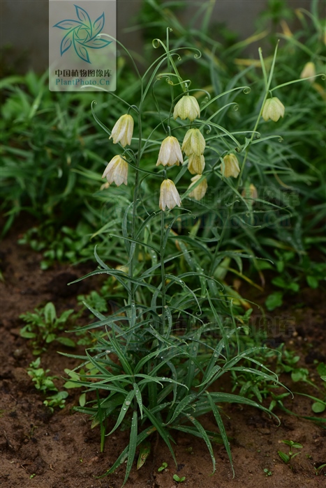 来源产地为百合科植物浙贝母的鳞茎.